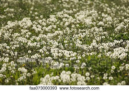 Stock Image - Dandelions growing in field. Fotosearch
