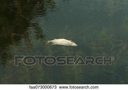 Dead fish floating in pond View Large Photo Image Stock Image - Dead fish floating in pond. Fotosearch