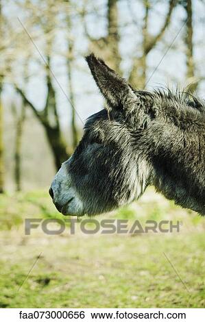 Donkey View Large Photo Image Stock Photograph - Donkey. Fotosearch