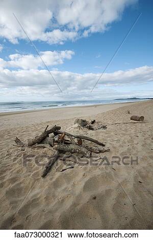 Driftwood on beach View Large Photo Image Stock Image - Driftwood on beach. Fotosearch