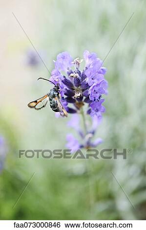 Fiery clearwing (Pyropteron chrysidiformis) on lavender View Large Photo Image Stock Photograph - Fiery clearwing (Pyropteron chrysidiformis) on lavender. Fotosearch