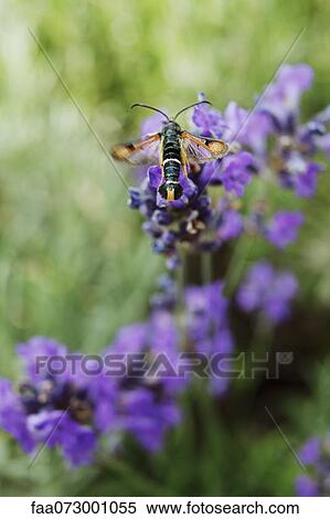 Fiery clearwing (Pyropteron chrysidiformis) on lavender View Large Photo Image Stock Photography - Fiery clearwing (Pyropteron chrysidiformis) on lavender. Fotosearch