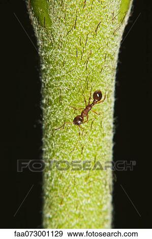Fire ant (Myrmica) ant on stem View Large Photo Image Stock Photo - Fire ant (Myrmica) ant on stem. Fotosearch