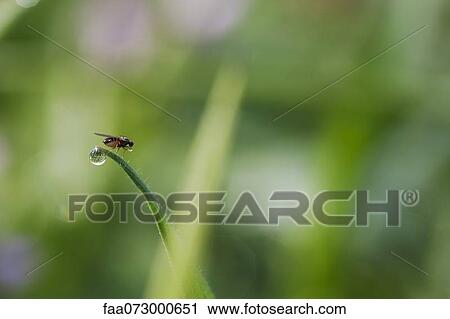 Fly drinking from dew drop on blade of grass View Large Photo Image Stock Image - Fly drinking from dew drop on blade of grass. Fotosearch