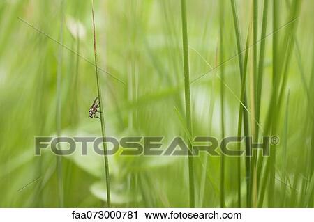 Fly resting on grass View Large Photo Image Stock Image - Fly resting on grass. Fotosearch