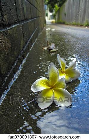 Stock Photo - Frangipani flowers in gutter. Fotosearch