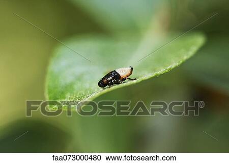 Stock Image - Froghopper (Cercopis vulnerata) nymph, also known as a spittlebug. Fotosearch
