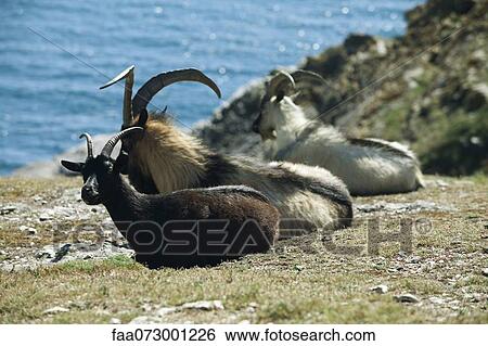 Goats resting at water's edge, Belle-Ile-en-Mer, Morbihan, Brittany, France View Large Photo Image Stock Photograph - Goats resting at water's edge, Belle-Ile-en-Mer, Morbihan, Brittany, France. Fotosearch