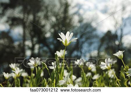 Greater Stitchwort (Stellaria holostea) flowers View Large Photo Image Stock Image - Greater Stitchwort (Stellaria holostea) flowers. Fotosearch