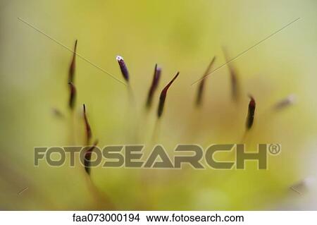 Haircap moss (Polytrichum) spores View Large Photo Image Picture - Haircap moss (Polytrichum) spores. Fotosearch