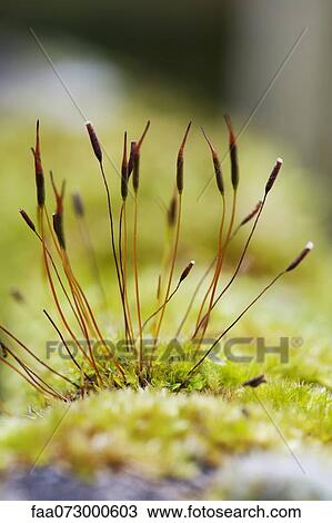 Haircap moss (Polytrichum) spores View Large Photo Image Stock Image - Haircap moss (Polytrichum) spores. Fotosearch