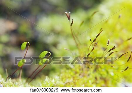 Haircap moss (Polytrichum) spores View Large Photo Image Stock Photo - Haircap moss (Polytrichum) spores. Fotosearch