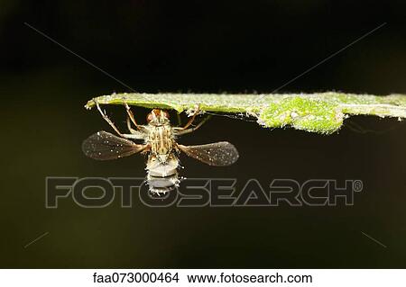 Hoverfly (Diptera syriphidae) killed by parasitic fungus View Large Photo Image Picture - Hoverfly (Diptera syriphidae) killed by parasitic fungus. Fotosearch
