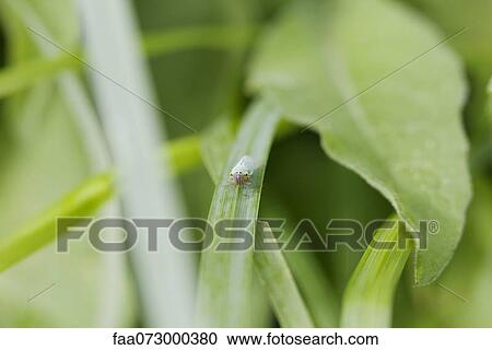 Insect on blade of grass View Large Photo Image Stock Image - Insect on blade of grass. Fotosearch