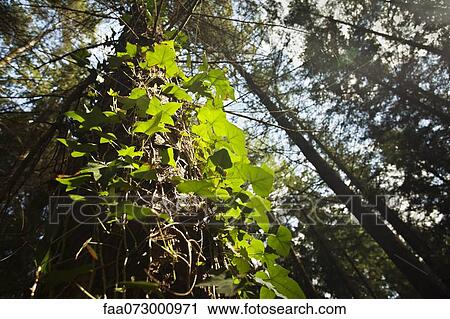 Stock Image - Ivy growing on tree trunk. Fotosearch
