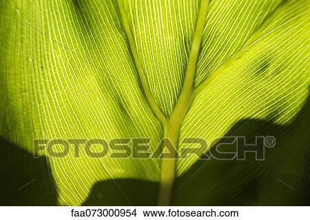 Picture - Leaf, close-up. Fotosearch