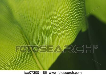 Leaf, extreme close-up View Large Photo Image Stock Photography - Leaf, extreme close-up. Fotosearch