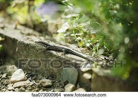Lizard View Large Photo Image Picture - Lizard. Fotosearch