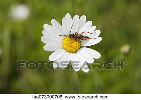 Longhorn beetle on daisy View Large Photo Image Stock Photography - Longhorn beetle on daisy. Fotosearch