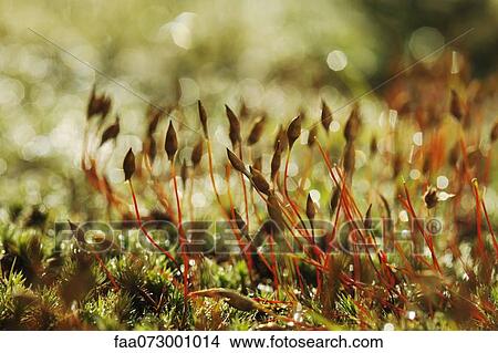 Picture - Moss growing, close-up. Fotosearch