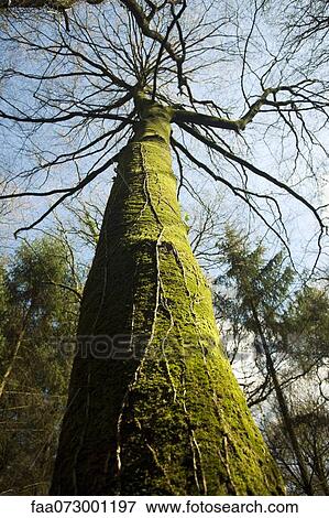 Moss growing on tree View Large Photo Image Stock Photo - Moss growing on tree. Fotosearch