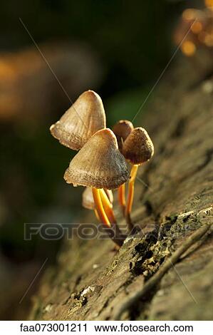 Stock Image - Mushrooms growing on tree trunk. Fotosearch
