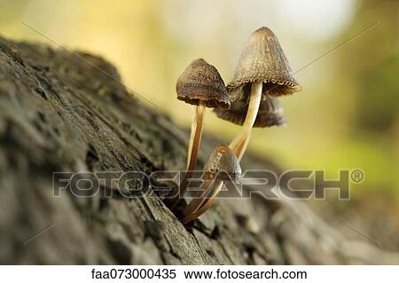 Stock Photography - Mushrooms growing on tree trunk, close-up. Fotosearch