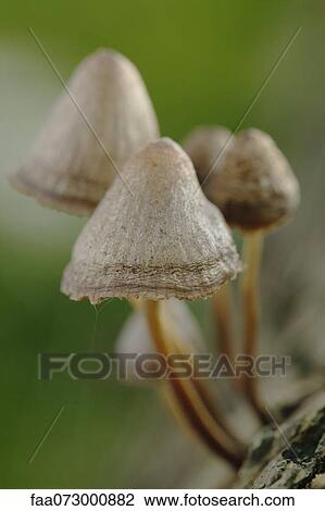 Mushrooms View Large Photo Image Stock Image - Mushrooms. Fotosearch