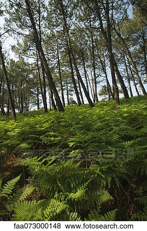 Pine trees and lush ferns, Crozon Peninsula, FinistÅre, Brittany, France View Large Photo Image Stock Photo - Pine trees and lush ferns, Crozon Peninsula, FinistÅre, Brittany, France. Fotosearch