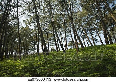 Pine woods, Crozon Peninsula, FinistÅre, Brittany, France View Large Photo Image Stock Image - Pine woods, Crozon Peninsula, FinistÅre, Brittany, France. Fotosearch