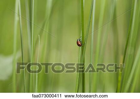 Poplar leaf beetle (Chrysomela populi) crawling on blade of grass View Large Photo Image Stock Image - Poplar leaf beetle (Chrysomela populi) crawling on blade of grass. Fotosearch