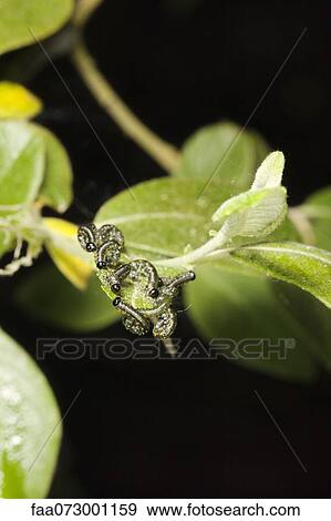 Sawfly (Symphyta) larva View Large Photo Image Stock Photo - Sawfly (Symphyta) larva. Fotosearch
