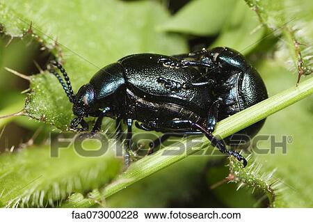 Scarab beetles mating View Large Photo Image Stock Photo - Scarab beetles mating. Fotosearch