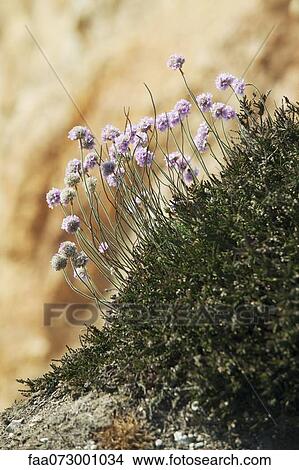 Sea thrift (Armeria maritima) View Large Photo Image Picture - Sea thrift (Armeria maritima). Fotosearch