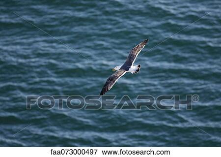 Stock Photo - Seagull flying over water. Fotosearch