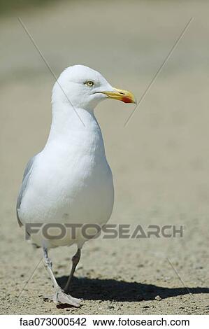 Seagull View Large Photo Image Stock Image - Seagull. Fotosearch