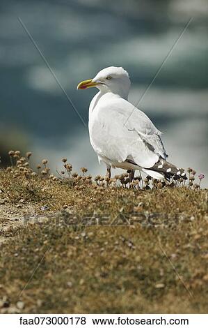 Seagull View Large Photo Image Stock Photo - Seagull. Fotosearch