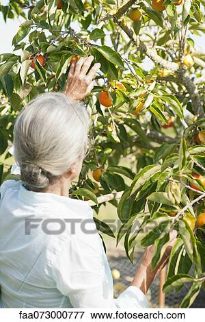 Senior woman picking orange from tree, rear view View Large Photo Image Stock Photo - Senior woman picking orange from tree, rear view. Fotosearch