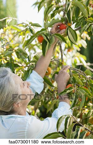 Senior woman picking orange on tree View Large Photo Image Stock Image - Senior woman picking orange on tree. Fotosearch