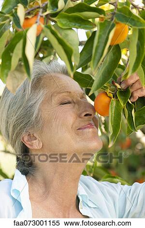 Senior woman smelling orange on tree View Large Photo Image Stock Photography - Senior woman smelling orange on tree. Fotosearch