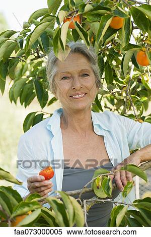 Senior woman smiling under persimmon tree, portrait View Large Photo Image Stock Photography - Senior woman smiling under persimmon tree, portrait. Fotosearch