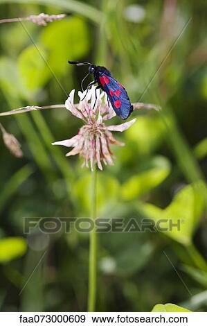 Six-spot Burnet moth (Zygaena filipendulae) on clover flower View Large Photo Image Stock Photo - Six-spot Burnet moth (Zygaena filipendulae) on clover flower. Fotosearch