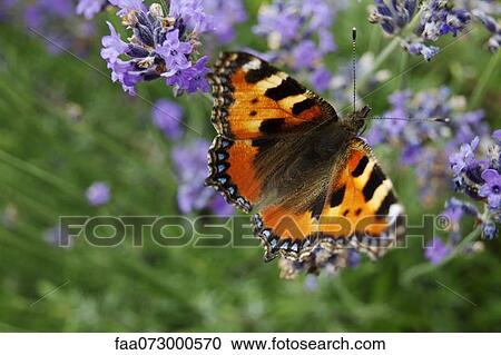 Small Tortoiseshell butterfly (Aglais urticae) on lavender View Large Photo Image Stock Image - Small Tortoiseshell butterfly (Aglais urticae) on lavender. Fotosearch