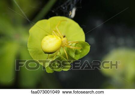 Spider camouflaged on leaf View Large Photo Image Stock Photo - Spider camouflaged on leaf. Fotosearch