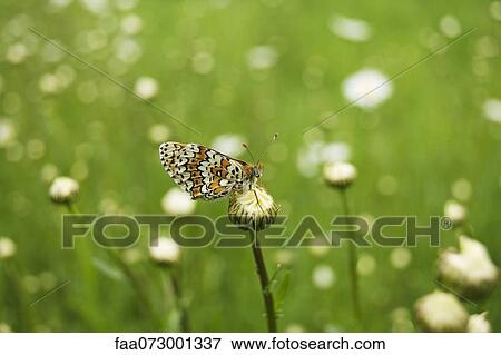 Stock Photo - Spotted Fritillary butterfly (Melitaea didyma). Fotosearch