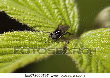 St. Mark's fly (Bibio marci) resting on plant View Large Photo Image Stock Photo - St. Mark's fly (Bibio marci) resting on plant. Fotosearch