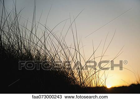 Stock Image - Sun setting behind tall grass. Fotosearch