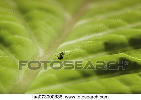 Stock Photograph - Tiny spider on leaf, close-up. Fotosearch