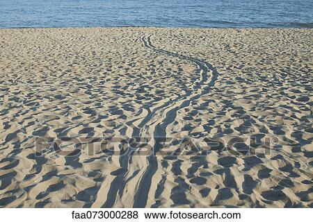 Tire tracks in sand at the beach View Large Photo Image Stock Photo - Tire tracks in sand at the beach. Fotosearch