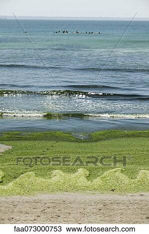 Toxic algae washed up on beach, Plage de Postolonnec, Crozon Peninsula, FinistÅre, Brittany, France View Large Photo Image Stock Image - Toxic algae washed up on beach, Plage de Postolonnec, Crozon Peninsula, FinistÅre, Brittany, France. Fotosearch